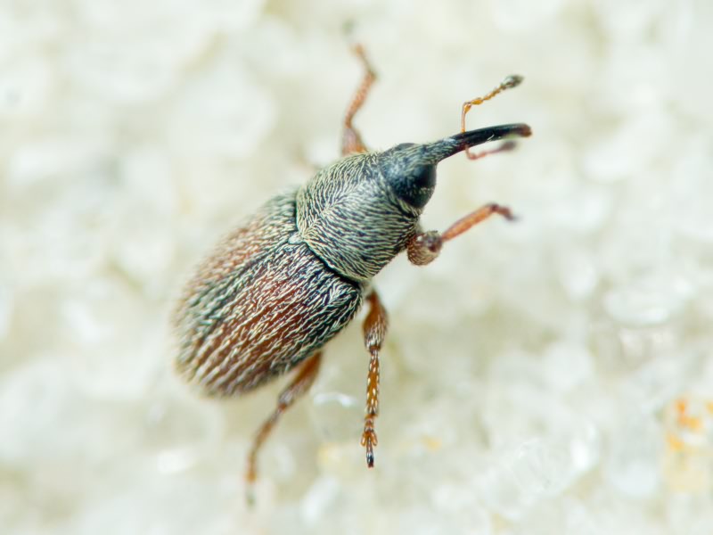 Mecinus pascuorum (Gyllenhal, 1813)